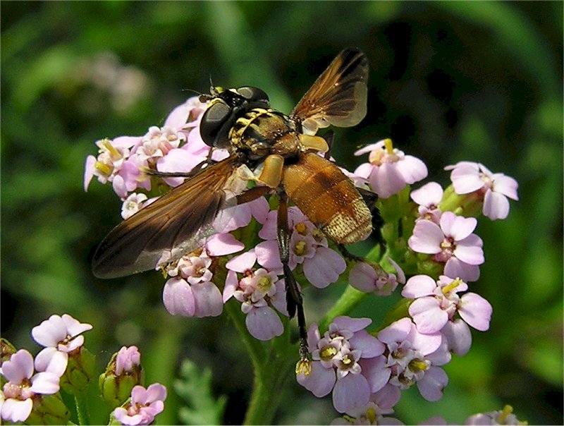 Trichopoda pictipennis (Diptera, Tachinidae)